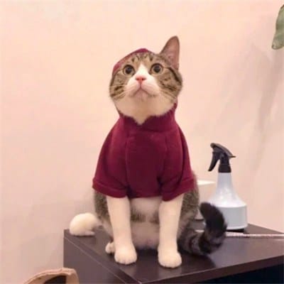 Paolo Santos avatar